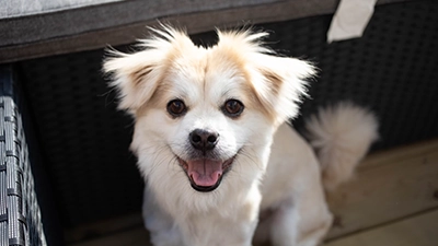 Foto van een hond